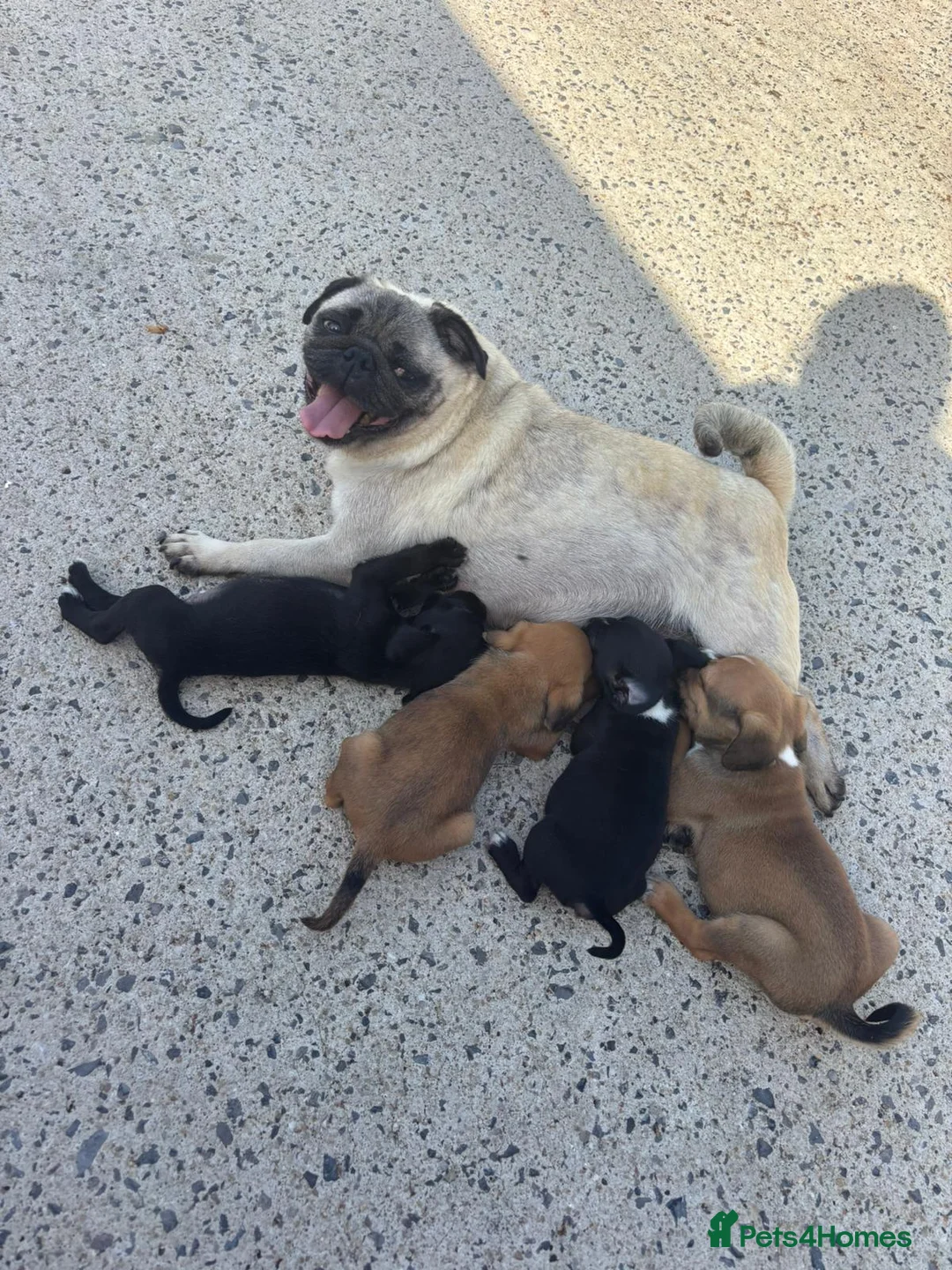Jug dogs for sale: Beautiful Jug Puppies Ready Now in Abingdon - Advert 1