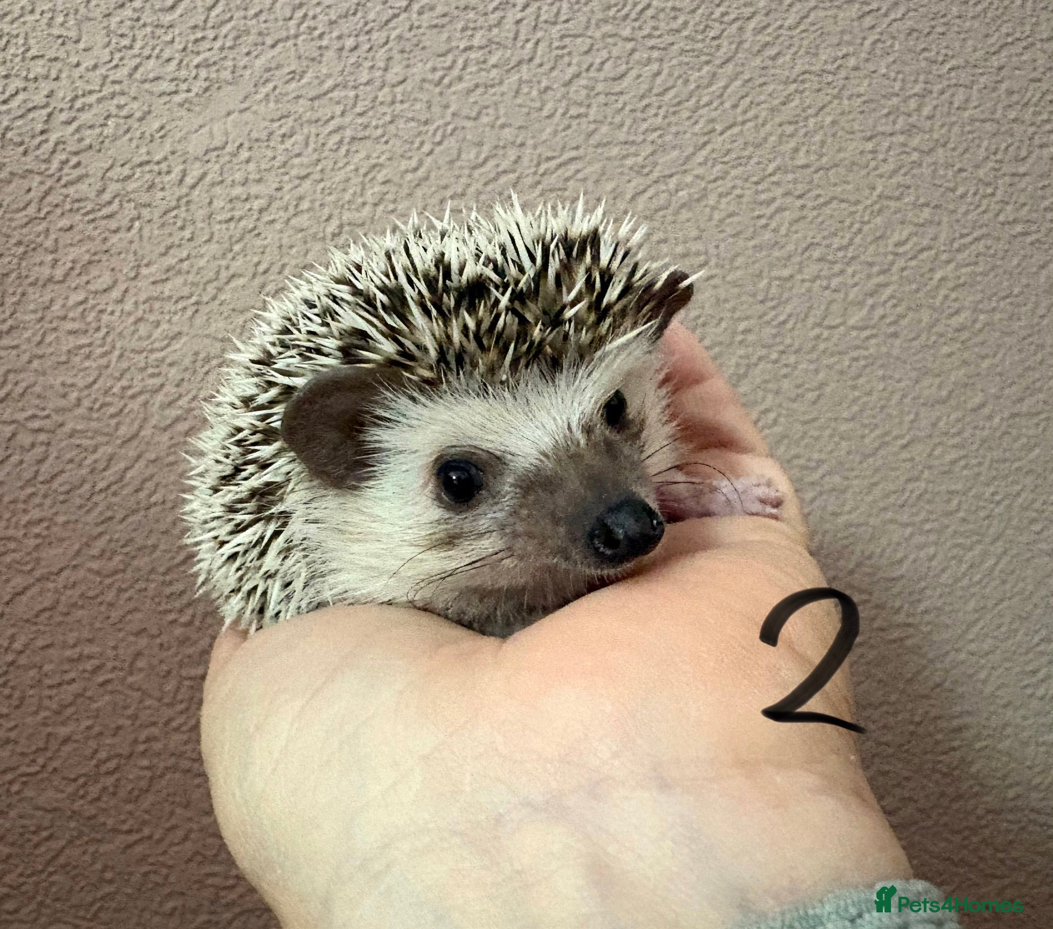 Pygmy Hedgehog rodents African Pygmy baby hedgehogs for sale  - Advert 4