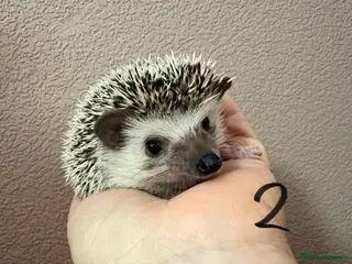 Pygmy Hedgehog rodents African Pygmy baby hedgehogs for sale - Advert 4