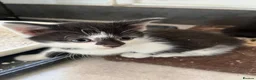 Mixed Breed cats for sale: Mixed Persian kittens  - Advert 9