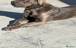 Cane Corso dogs for sale: Cane Corso for sale  - Advert 9