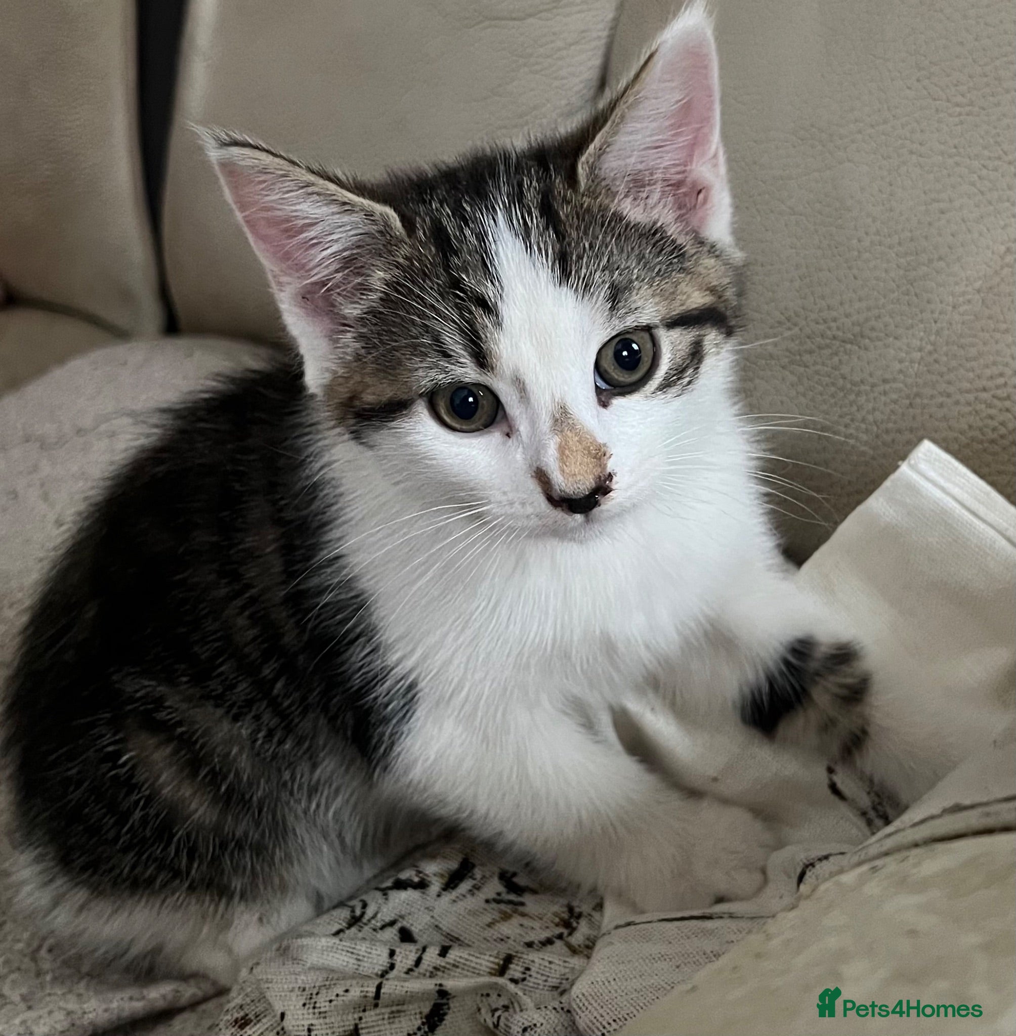 Mixed Breed cats 6 kittens for sale  - Advert 1