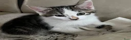 Mixed Breed cats for sale: 6 kittens for sale  - Advert 1