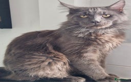 Maine Coon cats for sale: LAST maine coon for sale  - Advert 4