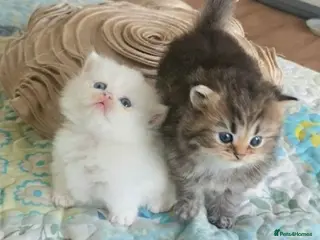 Munchkin cats 'Rughugger'Minuet kittens - Advert 1