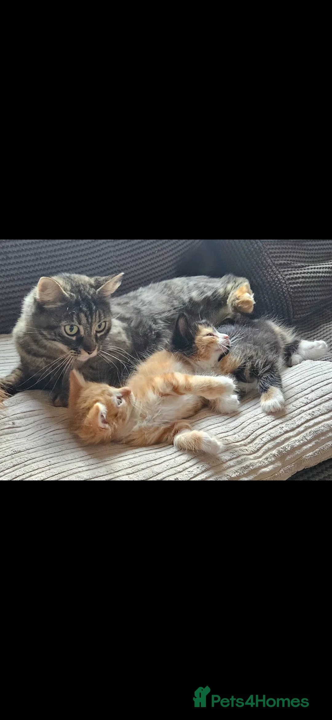 Mixed Breed cats for sale: Beautiful long haired kittens  - Advert 11