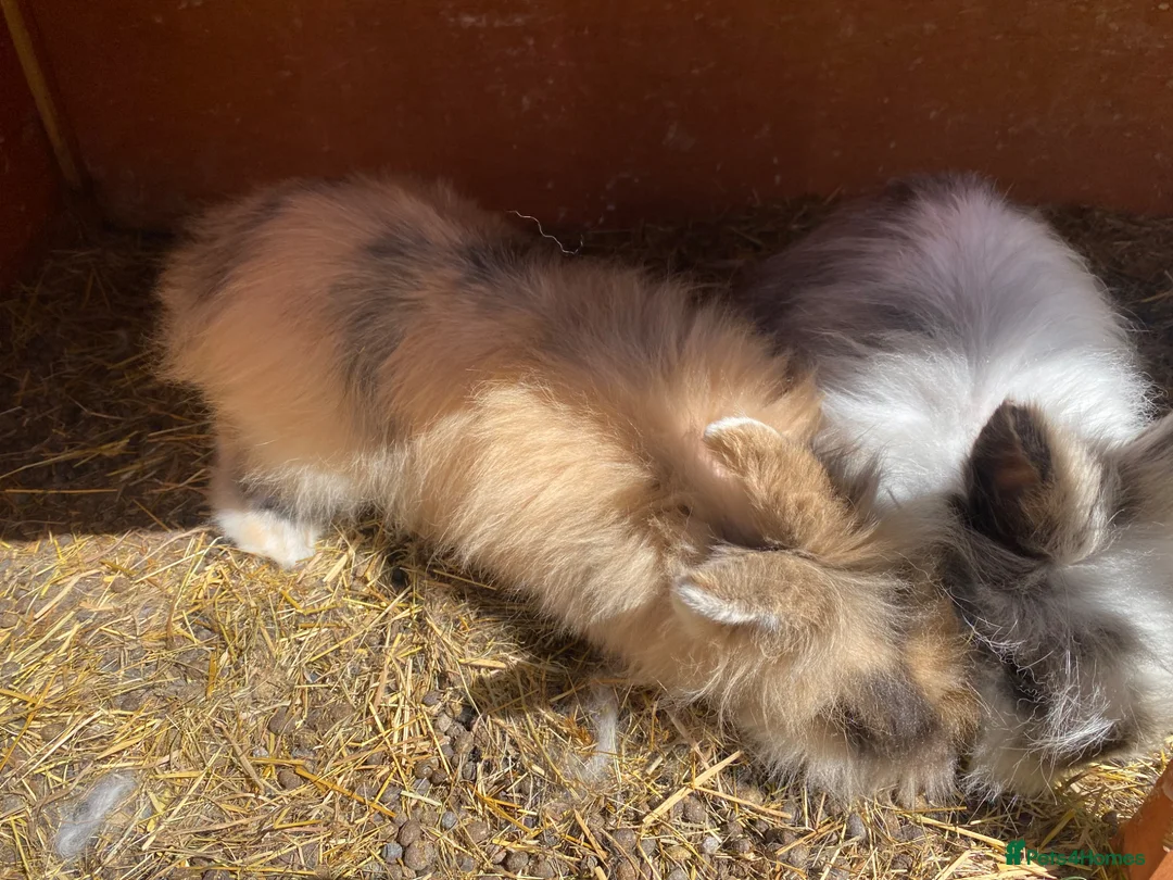 Lionhead rabbits for sale: Lionhead in Swadlincote - Advert 1