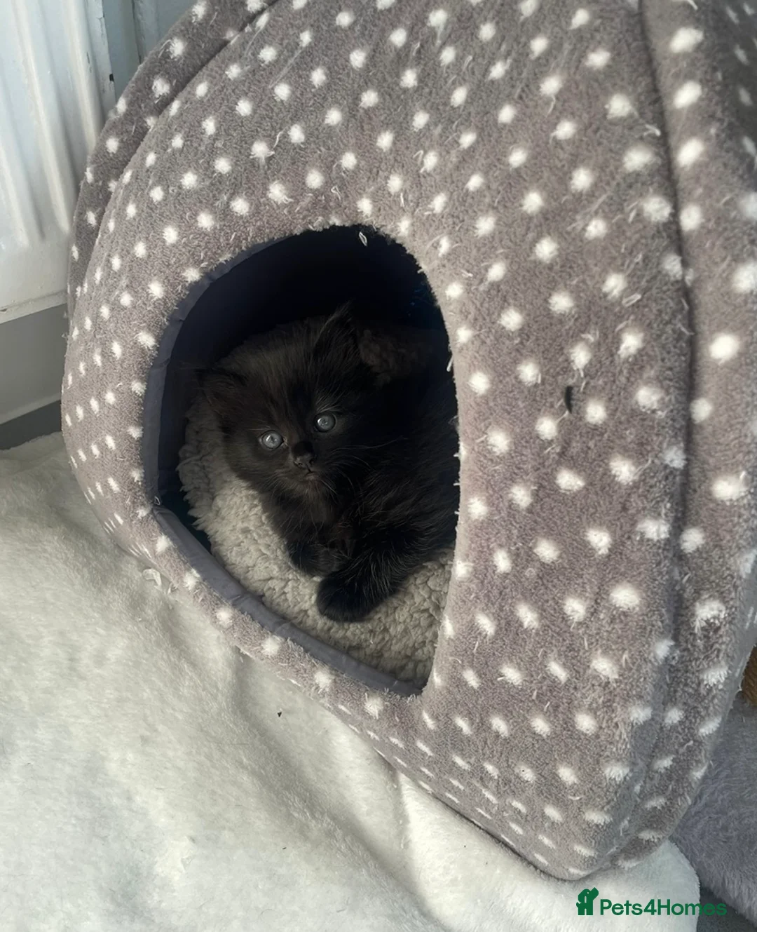 Mixed Breed cats for sale: Beautiful kittens ready for forever homes.  - Advert 2