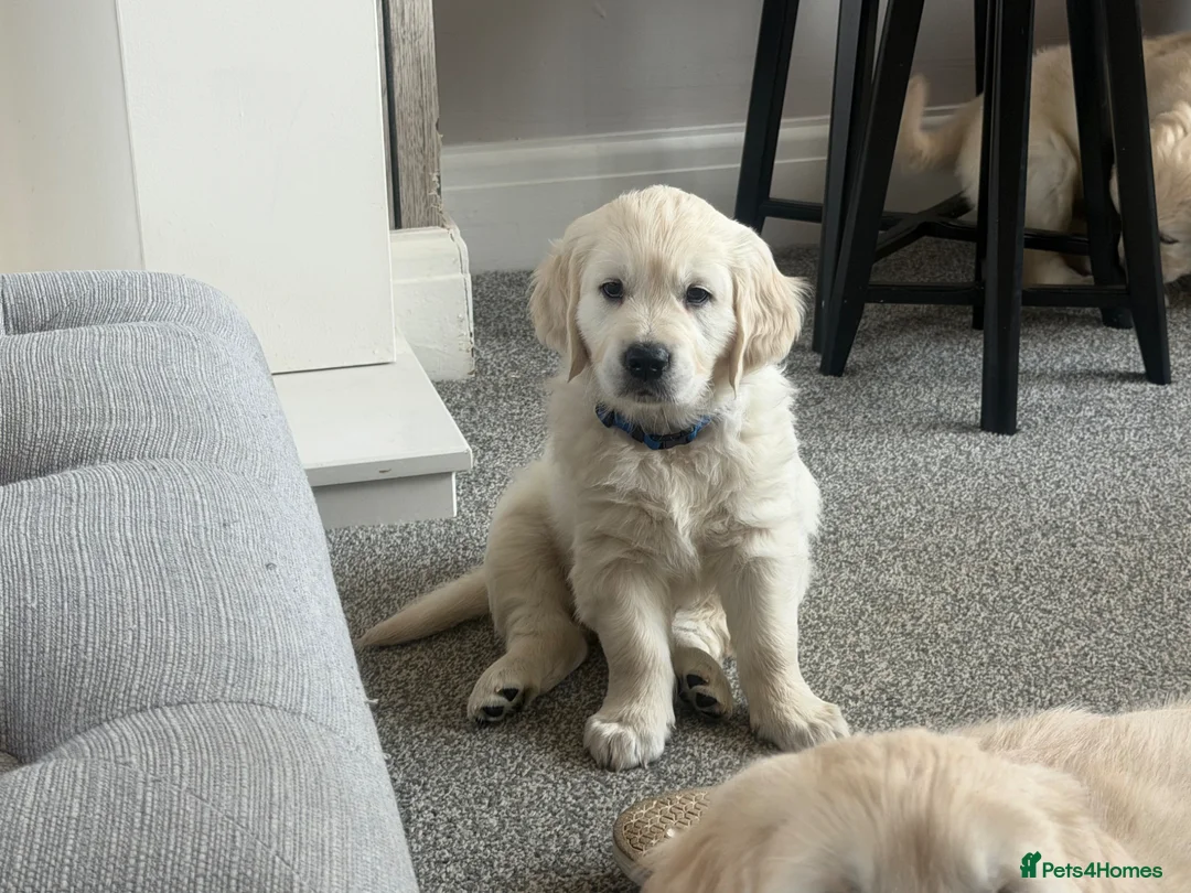 Golden Retriever dogs for sale: Golden retriever  - Advert 6