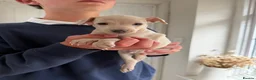 Italian Greyhound dogs for sale: 🐾Stunning cream kc registered iggys🐾 - Advert 37