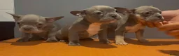 French Bulldog dogs for sale: Beautiful French bulldog pups in Milton Keynes - Advert 2