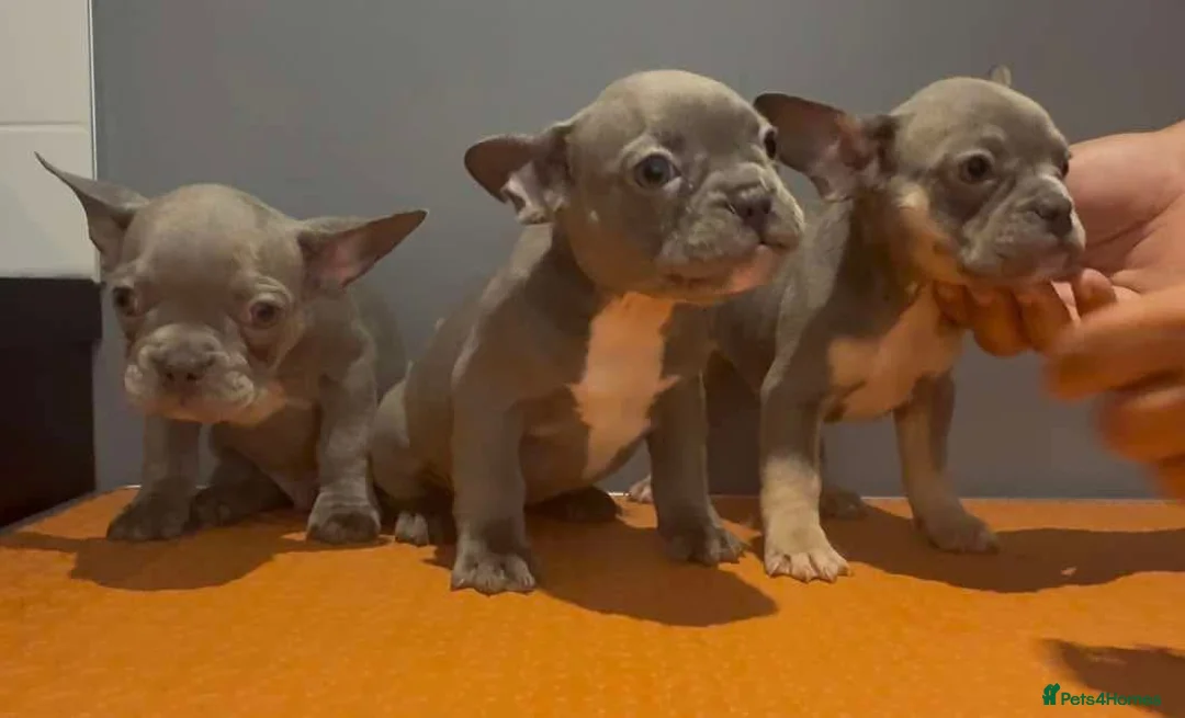 French Bulldog dogs for sale: Beautiful French bulldog pups in Milton Keynes - Advert 2