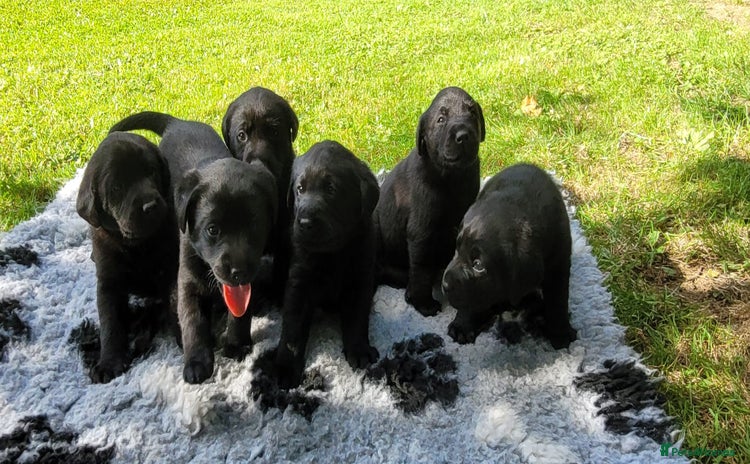 Labrador Retriever dogs - Advert 8