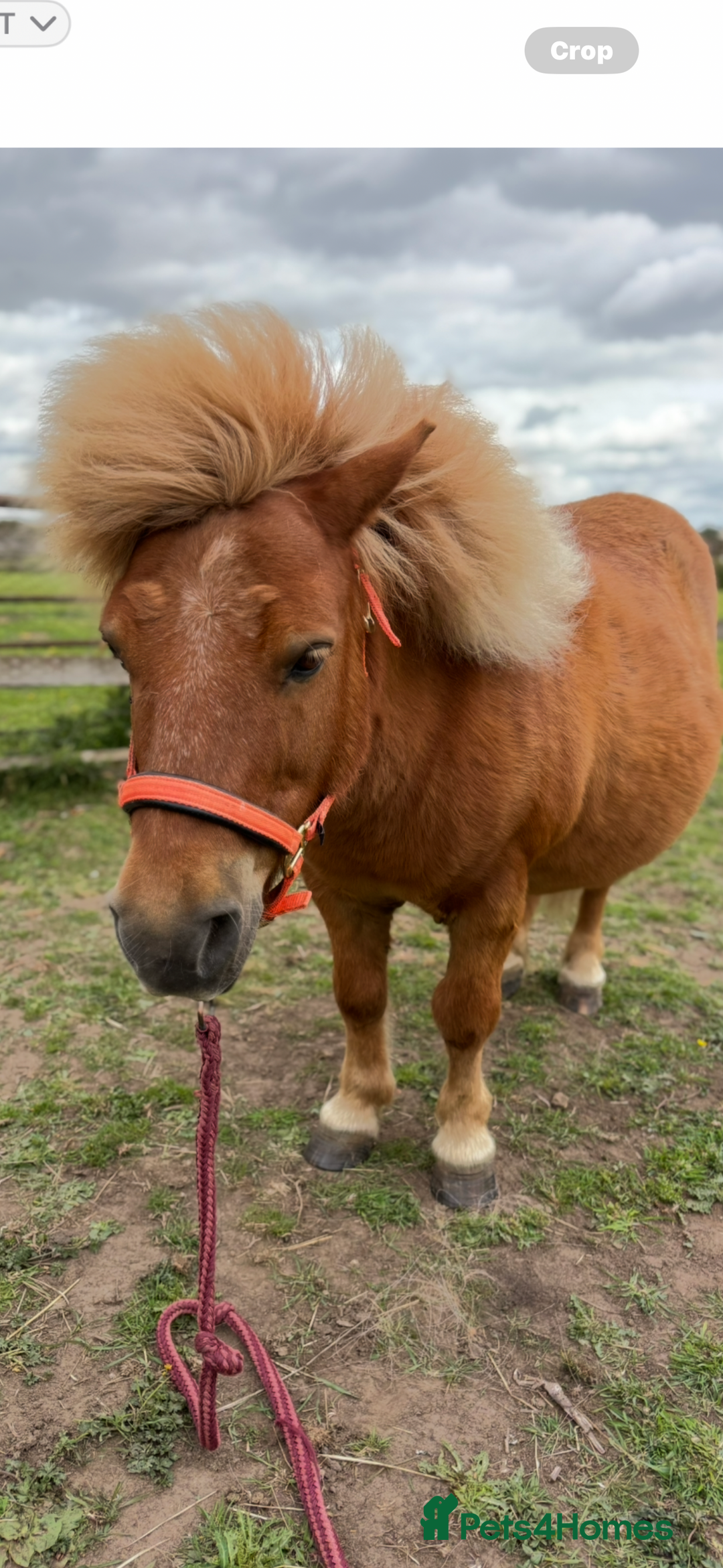 Irish Cob horses for sale: Cob bay mare 12.2 - Image 5