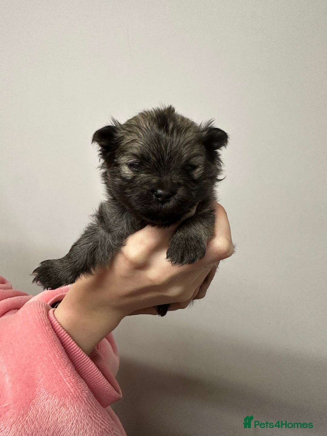 Pomeranian dogs for sale: GORGEOUS POMERANIAN PUPPIES 🐶🐶🐶🐶🐶 - Advert 24