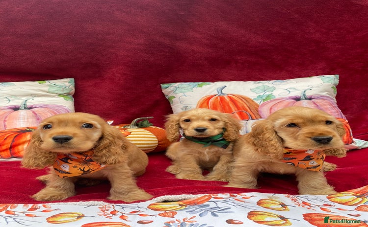 Cocker Spaniel dogs - Advert 16