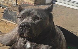 Cane Corso dogs for sale: 8 beautiful cane corsos  - Image 27