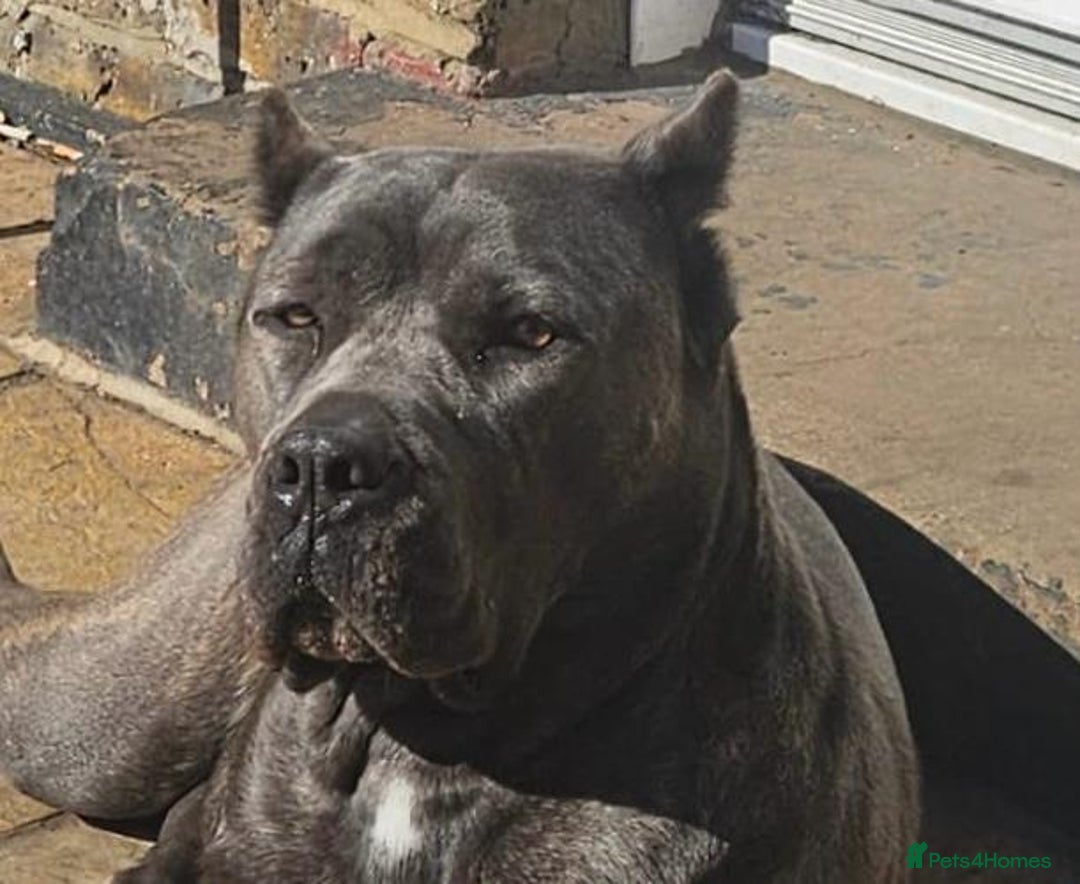Cane Corso dogs for sale: 8 beautiful cane corsos  - Image 27