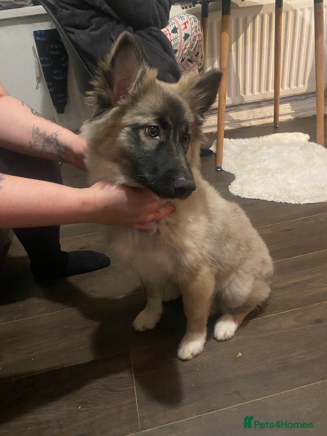 Shepsky dogs for sale: Puppy for sale - Advert 6