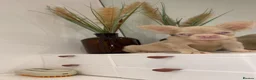 French Bulldog dogs for sale: BLUE AND PINK FLOODLES/FULL FLUFFY  FRENCH PUPPIES - Advert 30