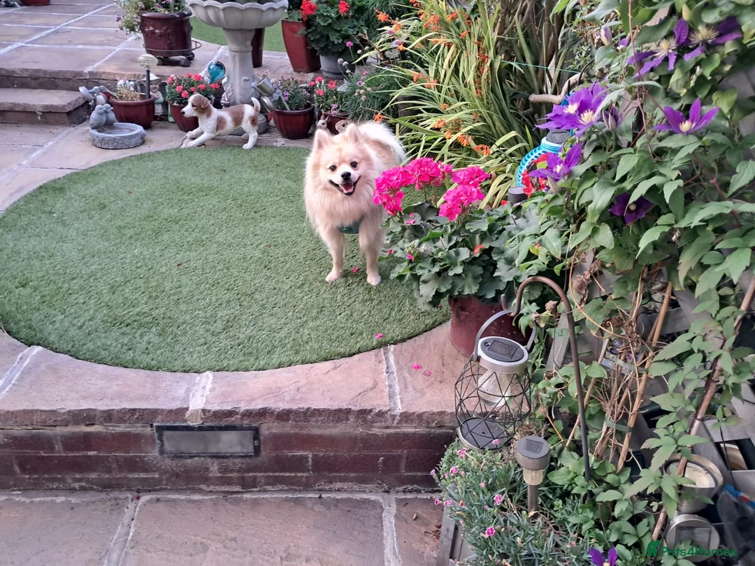 Pomeranian dogs for stud: Pure-Bred Pomeranian Male, FOR STUD - Advert 4