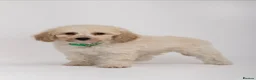 Labradoodle dogs for sale: DNA Health tested F2B Miniature Labradoodle pups - Advert 10