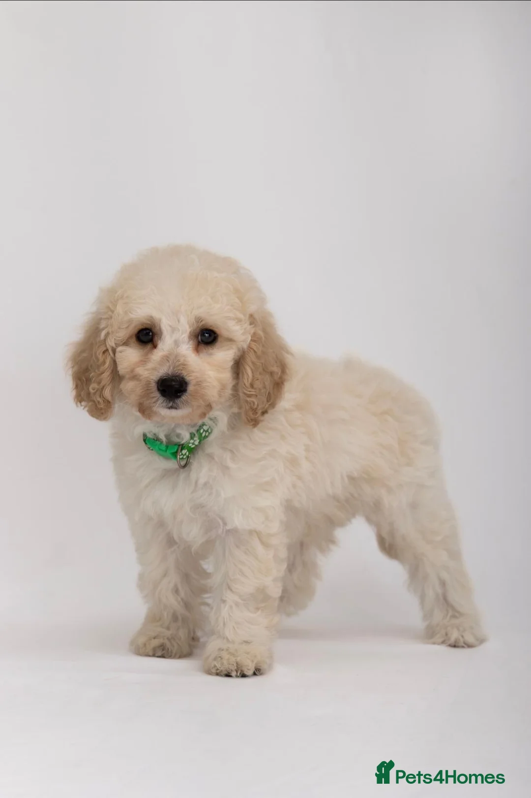 Labradoodle dogs for sale: DNA Health tested F2B Miniature Labradoodle pups - Advert 10