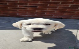 Golden Retriever dogs for sale: Adorable Golden Retriever Puppies - Image 10