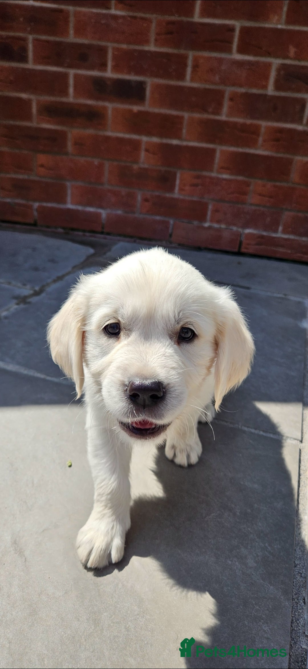 Golden Retriever dogs for sale: Adorable Golden Retriever Puppies - Image 10