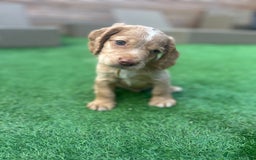 Cocker Spaniel dogs for sale: Beautiful Family-Raised Cockers – Aug 11 Ready - Image 8