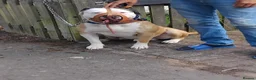 American Bully dogs for sale: American bully puppies  in Worcester - Advert 4