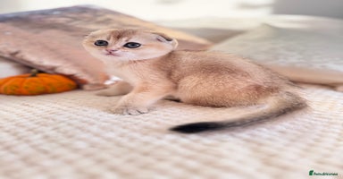 Scottish Fold cats - Advert 2
