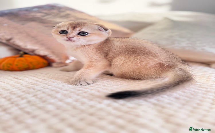 Scottish Fold cats - Advert 1