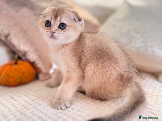Scottish Fold cats - Advert 2