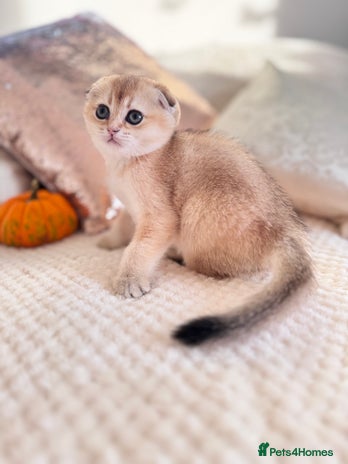 Scottish Fold cats - Advert 2