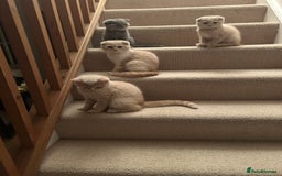 Scottish Fold cats for sale: 🩷🩷🌸Scottish Straight Girl Ready now 🩷🌸 in Haywards Heath - Image 7