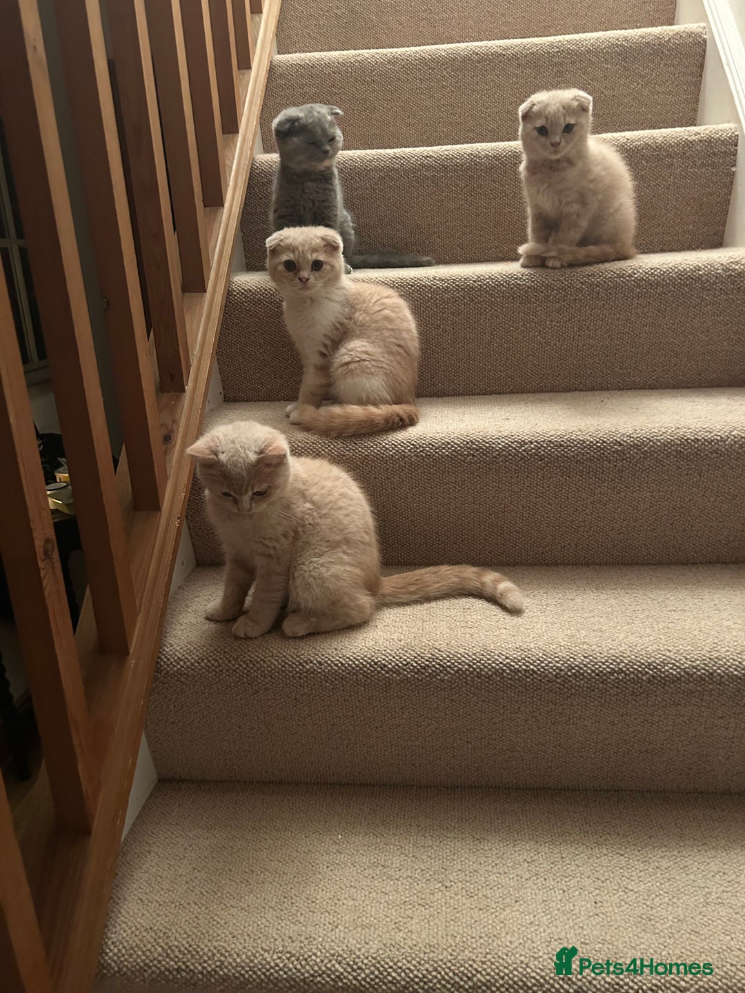 Scottish Fold cats for sale: 🩷🩷🌸Scottish Straight Girl Ready now 🩷🌸 in Haywards Heath - Image 7