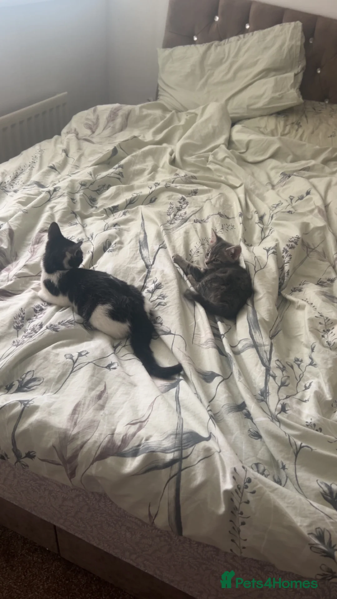 Mixed Breed cats for sale: Tuxedo female kitten in Nottingham - Advert 3