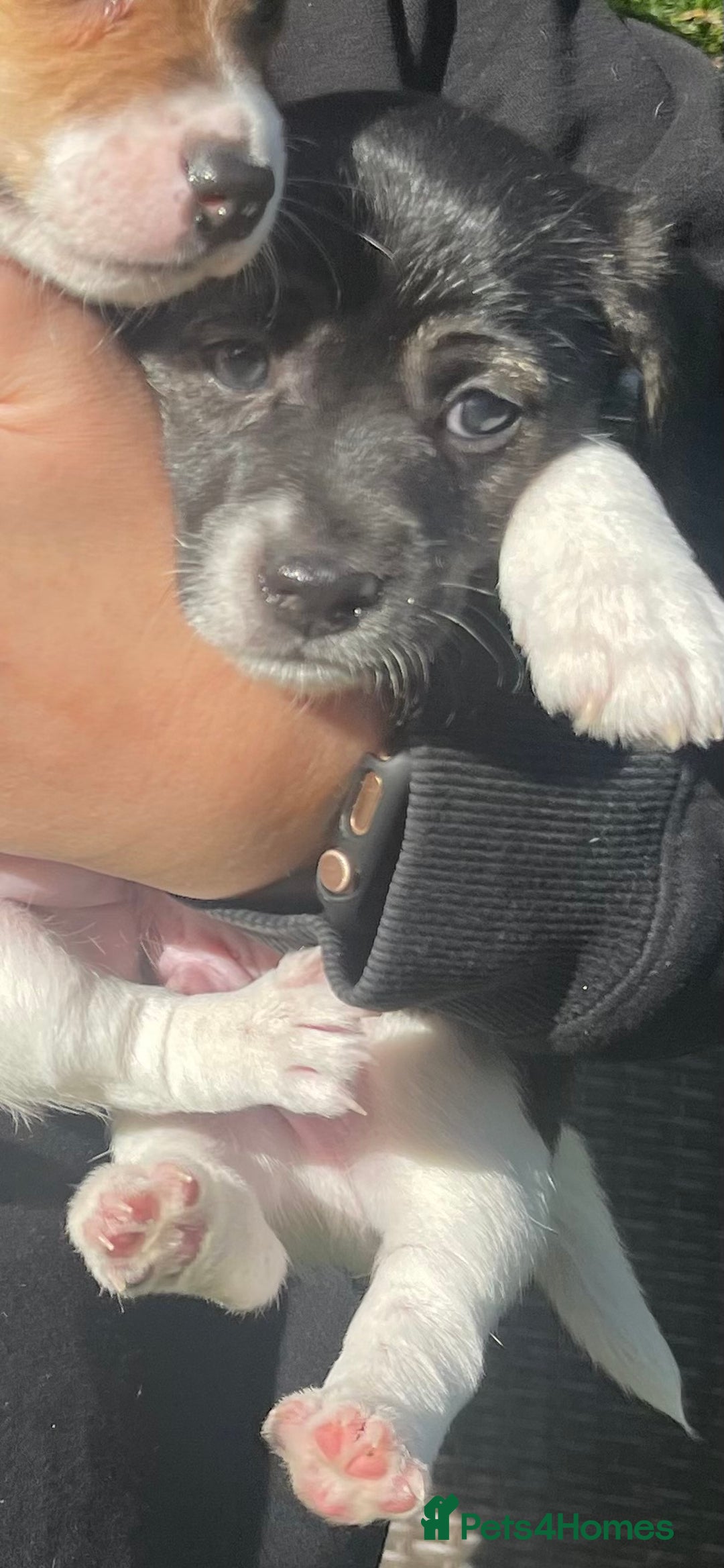 Jack Russell dogs for sale: Stunning Jack Russell puppies - Advert 28