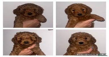Labradoodle dogs - Advert 9
