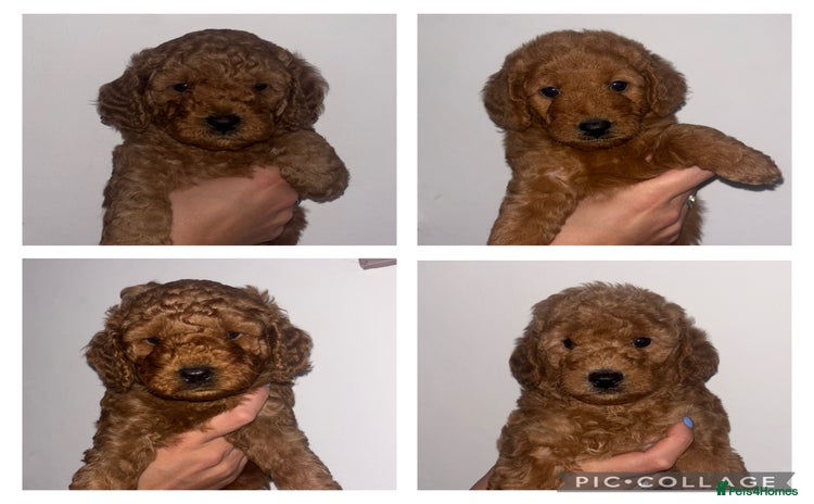 Labradoodle dogs - Advert 11