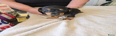 Dachshund 2