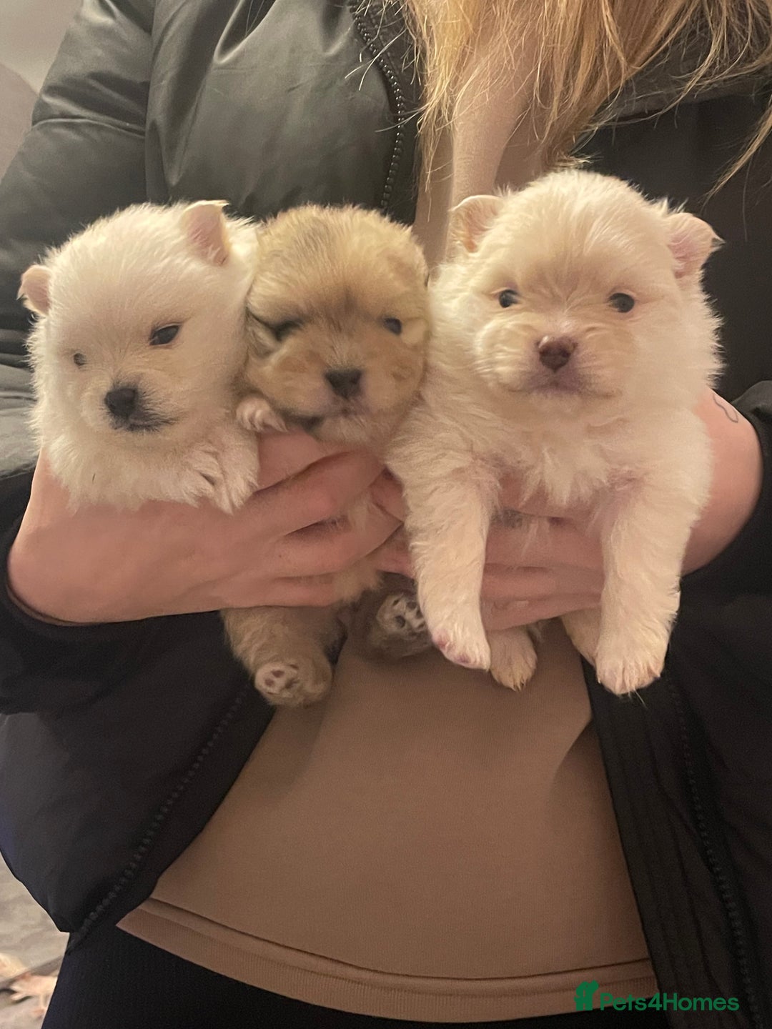 Pomeranian dogs for sale: Beautiful short legged teddy bear Pomeranian pups - Advert 2