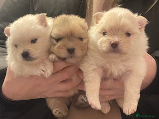 Pomeranian dogs Beautiful short legged teddy bear Pomeranian pups - Advert 3