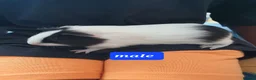 Guinea Pig rodents for sale: Guinea pigs - Advert 7