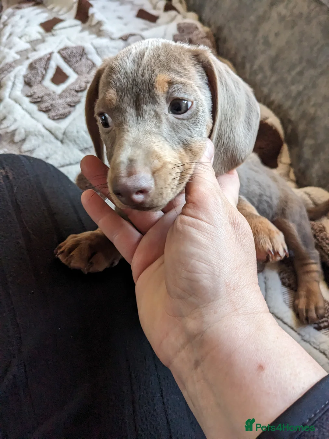 Dachshund dogs for sale: Female Dachsund - Advert 2