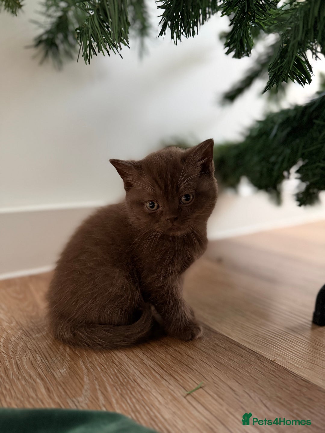 British Shorthair cats for sale: Luxury British Shorthair Kittens–Chocolate & Lilac - Advert 5