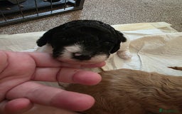 Cockapoo dogs for sale: 3 beautiful f1b cockapoo puppies  - Image 19