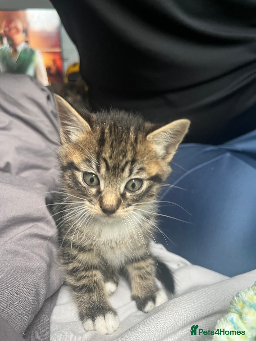 Bengal cats for sale: Bengal cross tabby girl kittens  - Advert 12