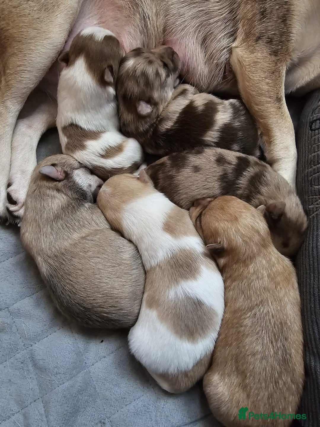 Pomchi dogs for sale: Stunning Pomchi’s - Advert 10